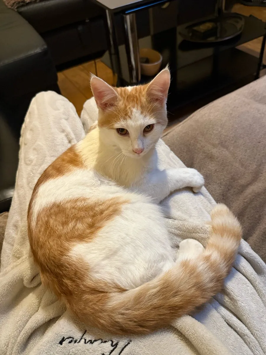 orange and white male 8 months kitten - Image 1