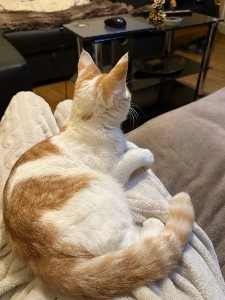 orange and white male 8 months kitten - Image 2