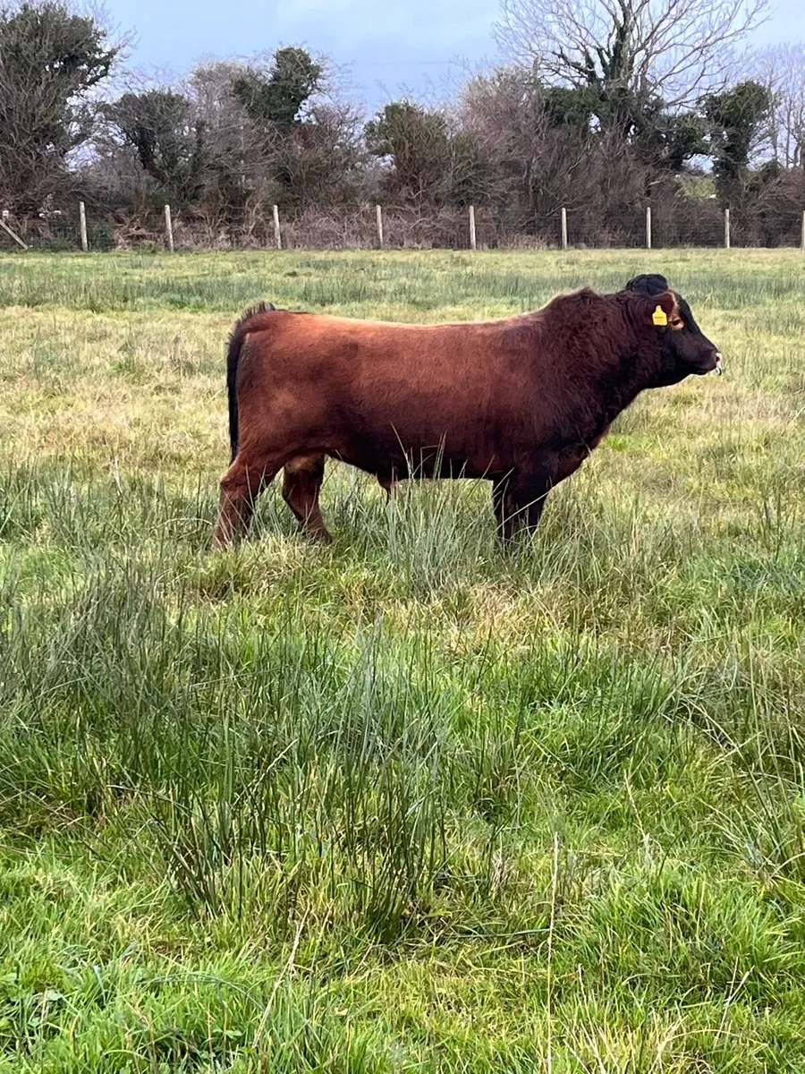 PBR Dexter bulls - Image 2