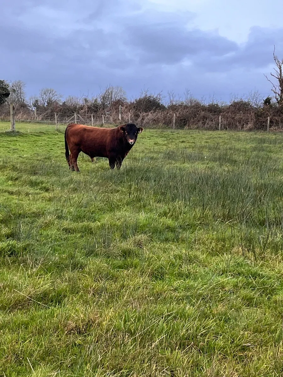 PBR Dexter bulls - Image 3