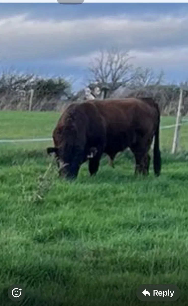 PBR Dexter bulls - Image 4