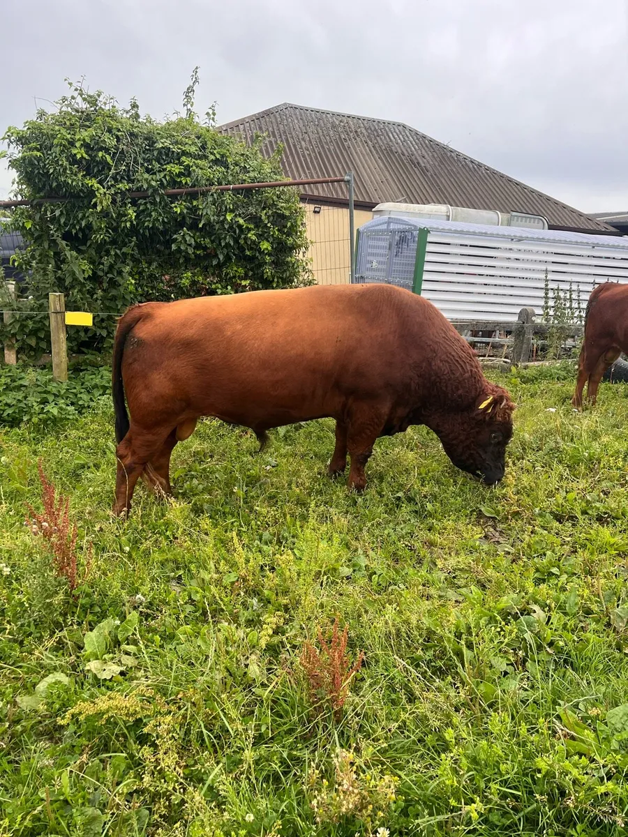 PBR Dexter bulls - Image 1