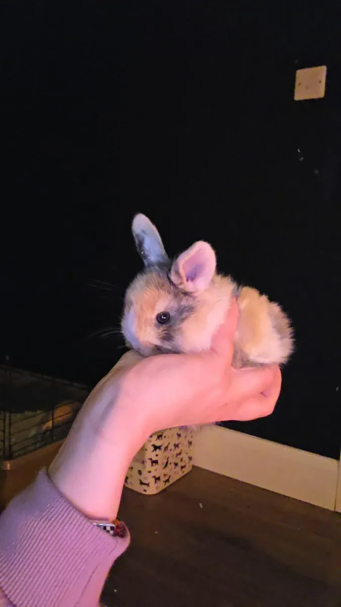 Baby Rabbits - Image 1