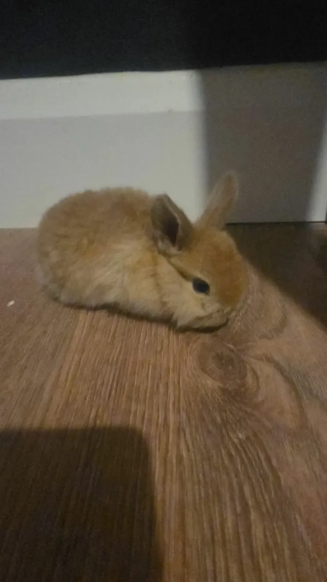 Baby Rabbits - Image 2