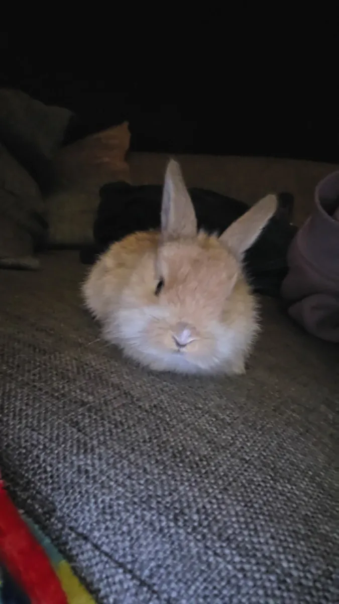 Baby Rabbits - Image 3