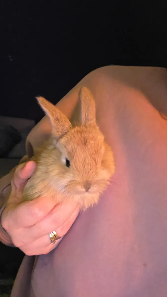 Baby Rabbits - Image 4