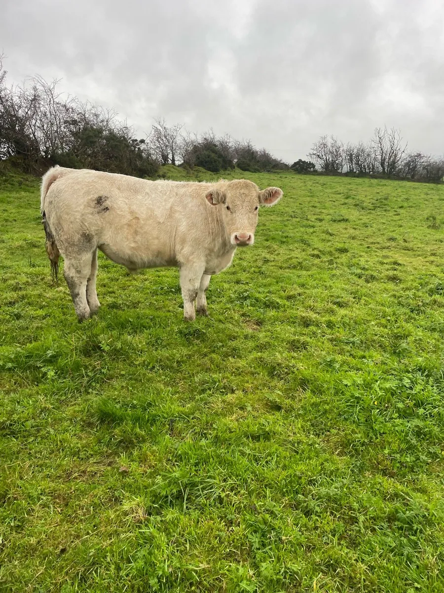 Store Bullocks - Image 1