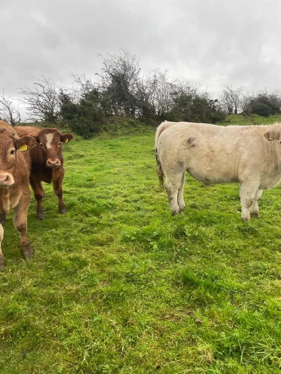 Store Bullocks - Image 2