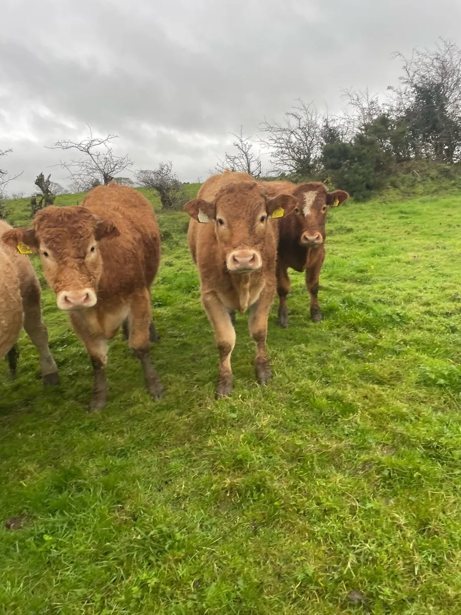 Store Bullocks - Image 3