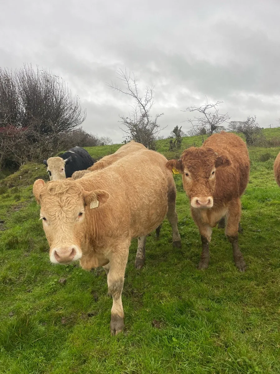 Store Bullocks - Image 4