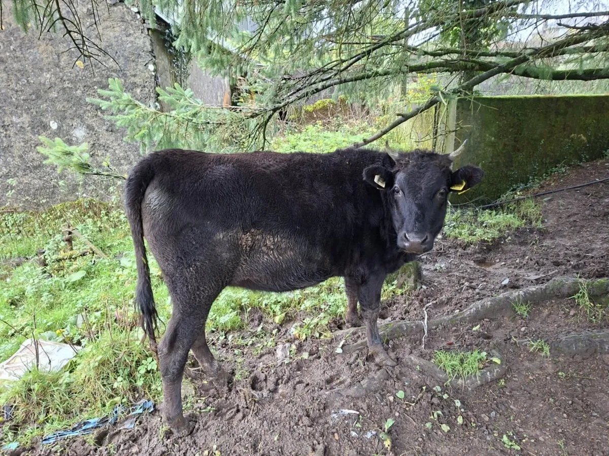 Wagyu Heffer - Image 1