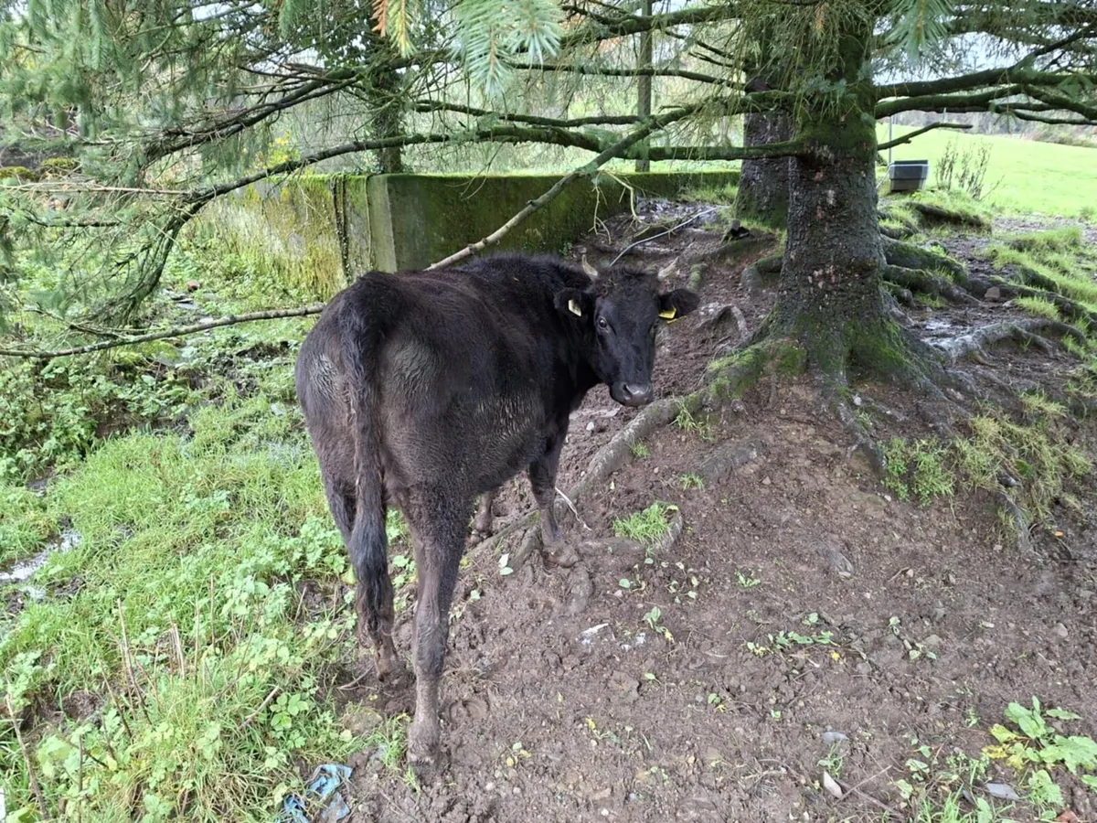 Wagyu Heffer - Image 2