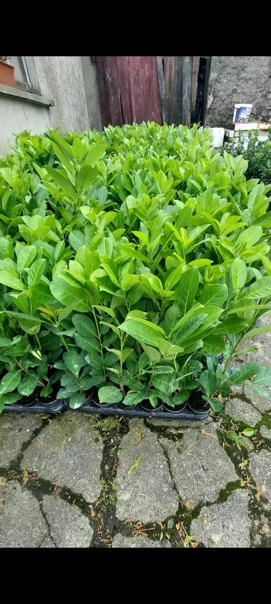 Laurel Hedging - Image 2