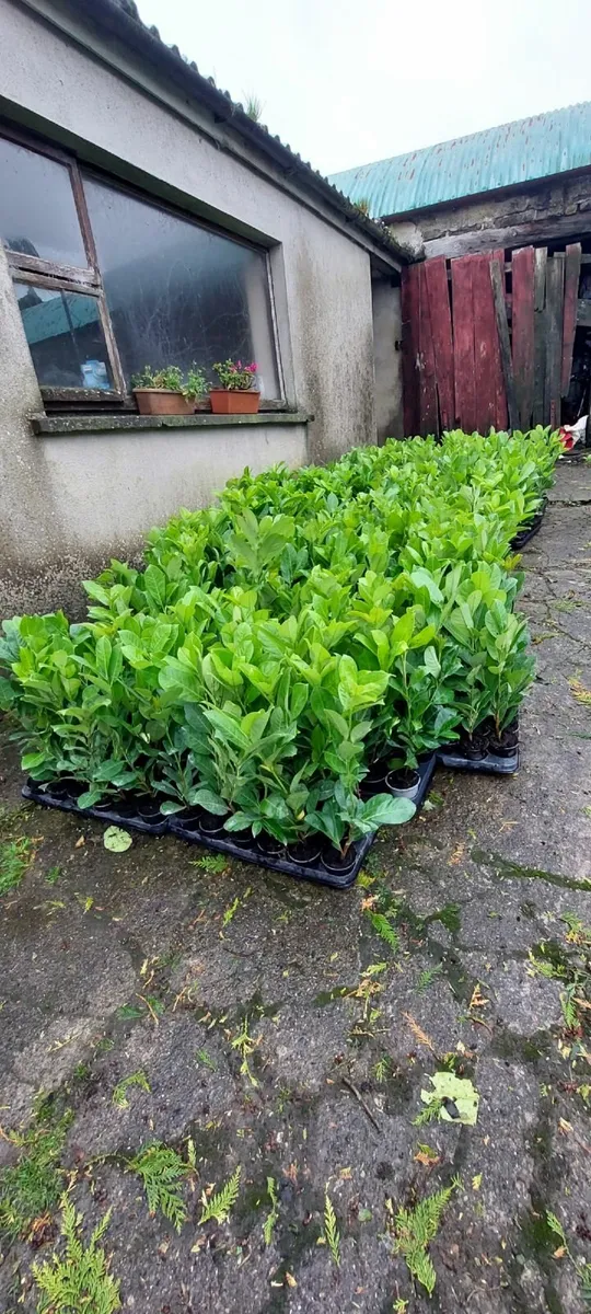 Laurel Hedging - Image 3