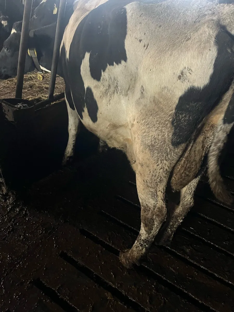 Empty cows - Image 2