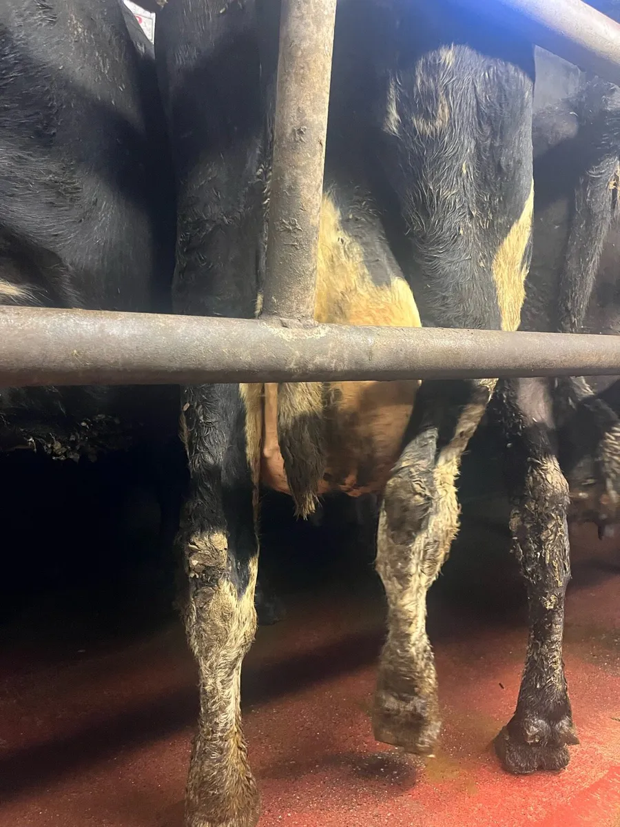 Empty cows - Image 1