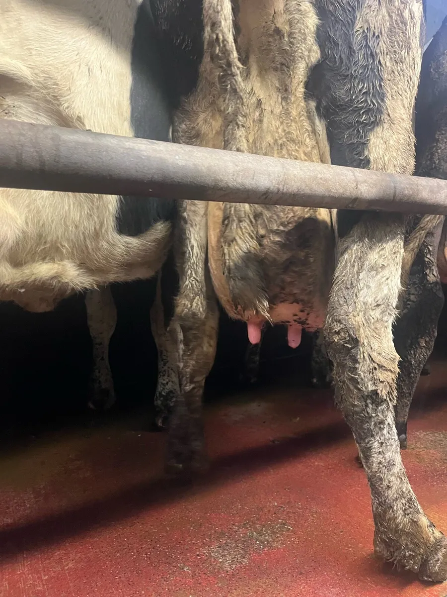 Empty cows - Image 3