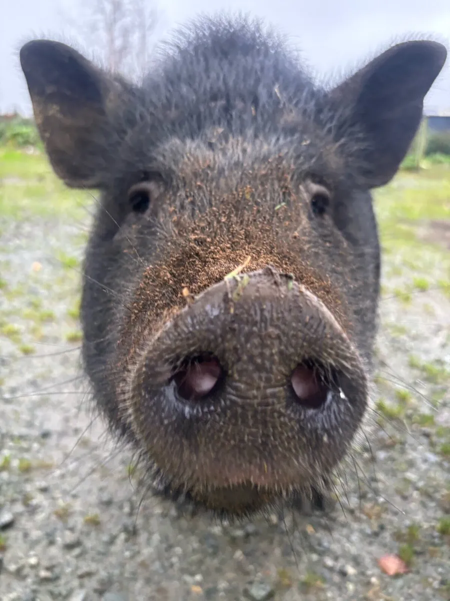 Miniture pigs - Image 1