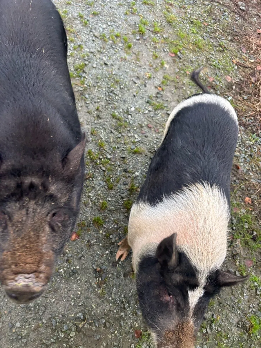 Miniture pigs - Image 4