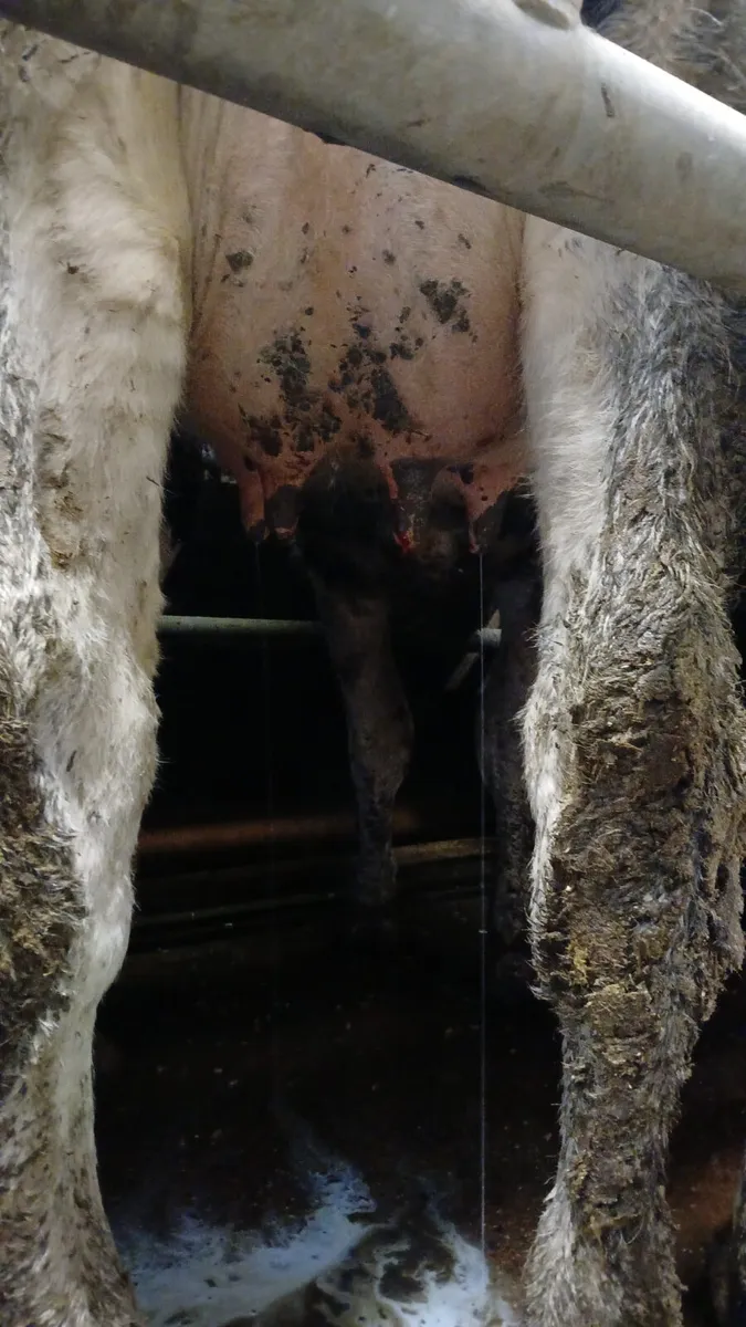 We buy all types of cattle