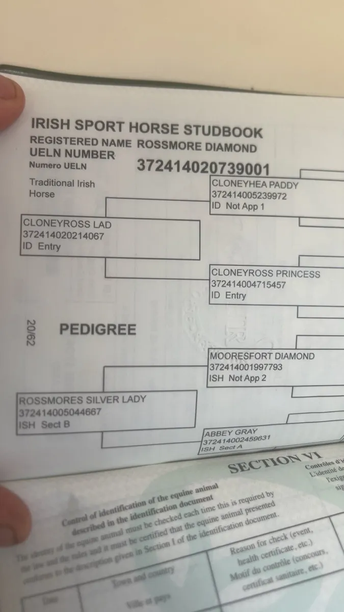 Standout Draught gelding - Image 3