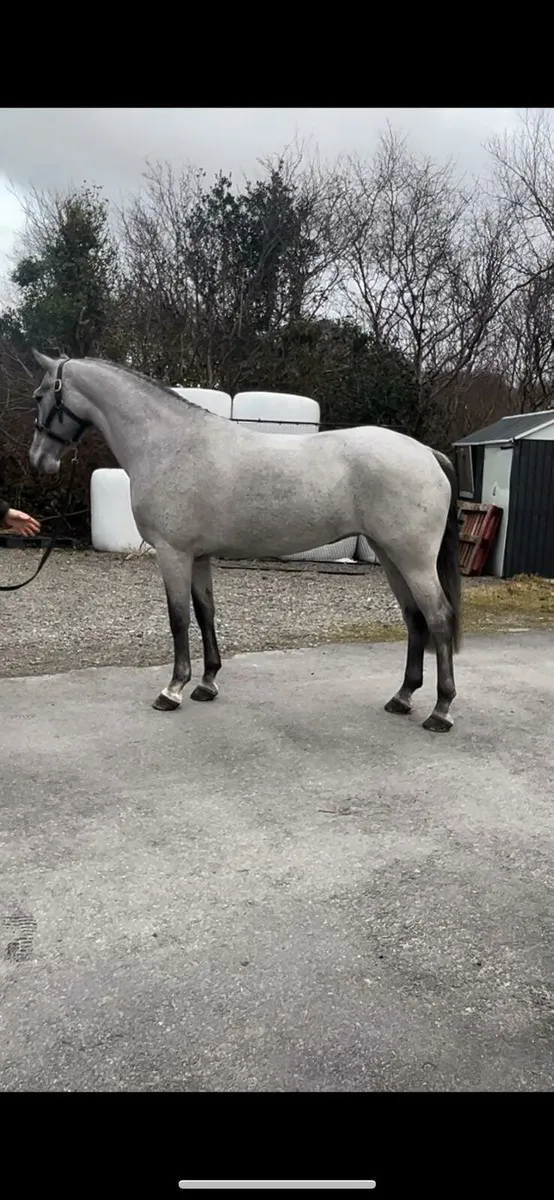6yr Old Connemara Mare - Image 1
