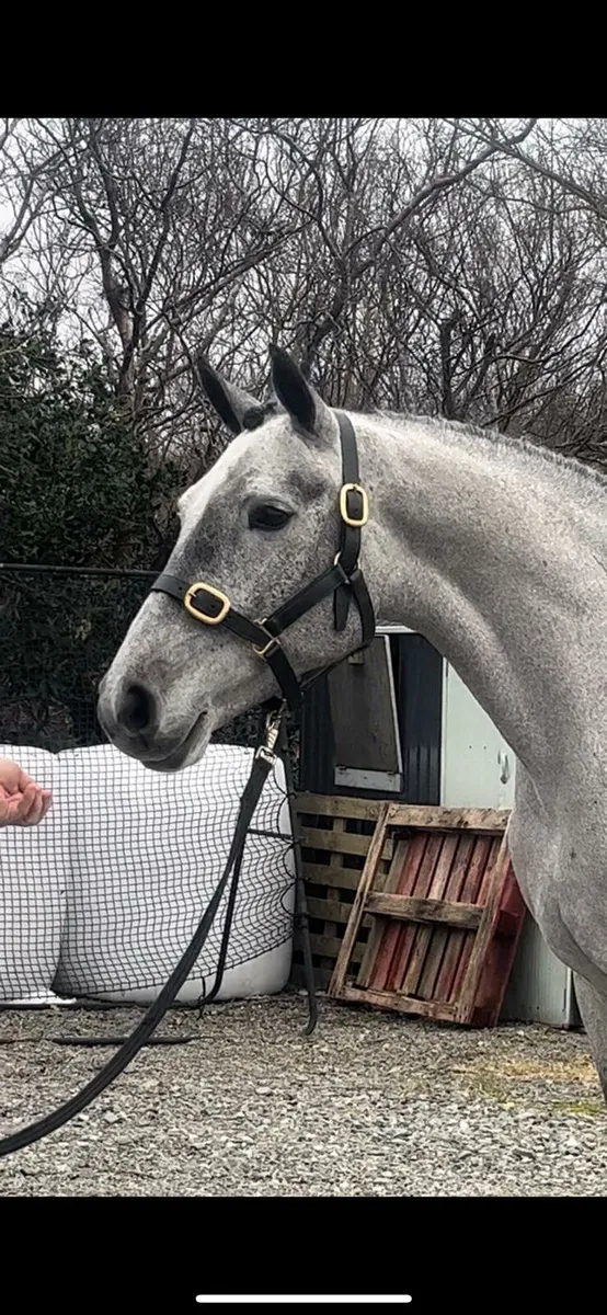 6yr Old Connemara Mare - Image 2