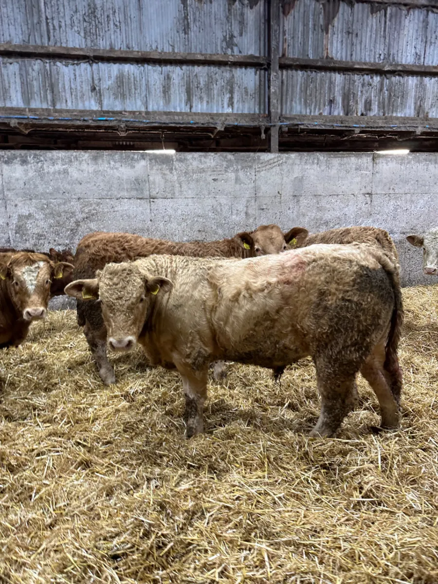 Charolais bullocks - Image 1