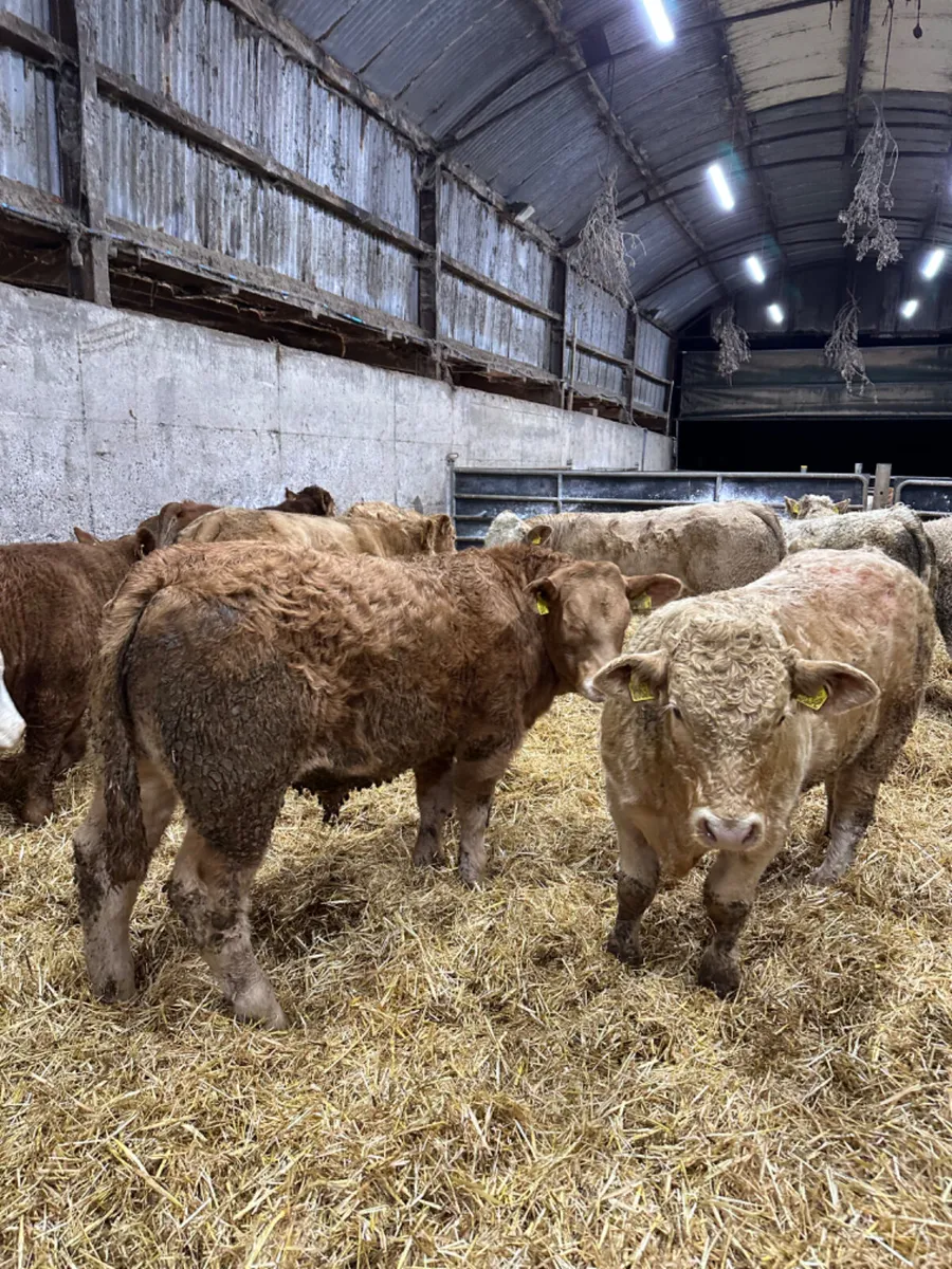 Charolais bullocks - Image 4