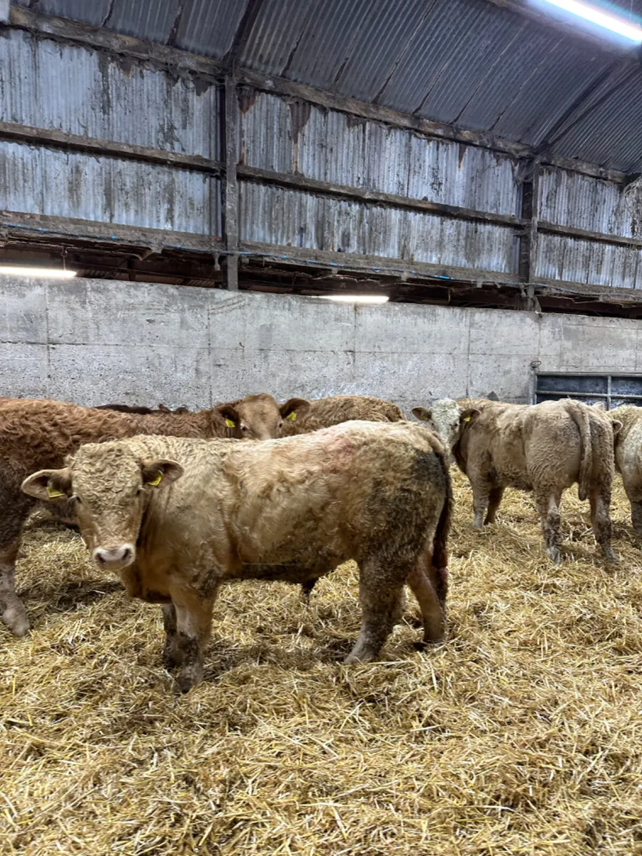 Charolais bullocks - Image 3