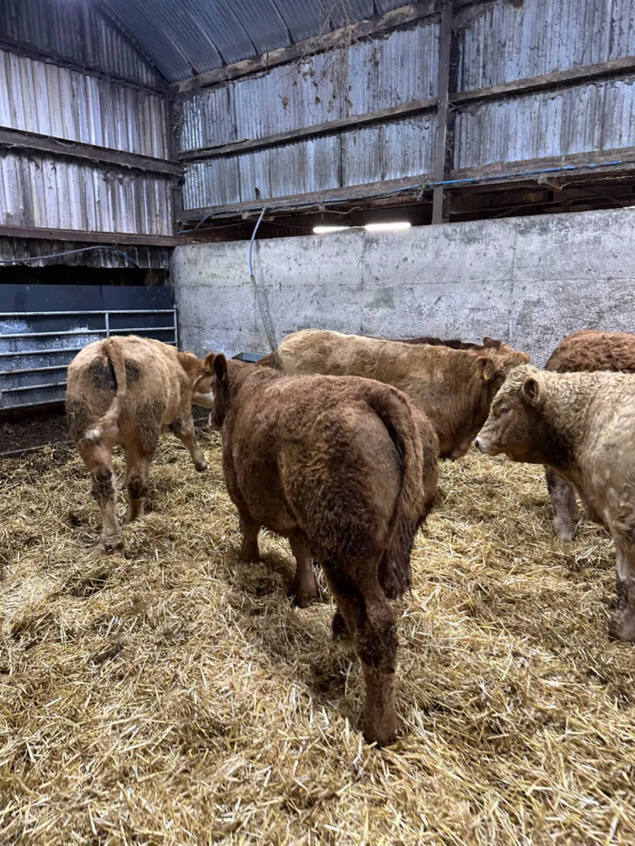 Charolais bullocks - Image 2