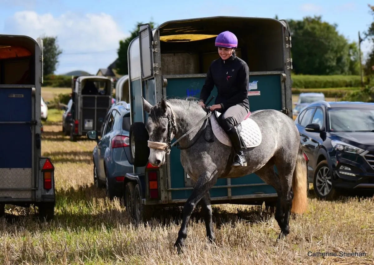 Connemara pony - Image 1