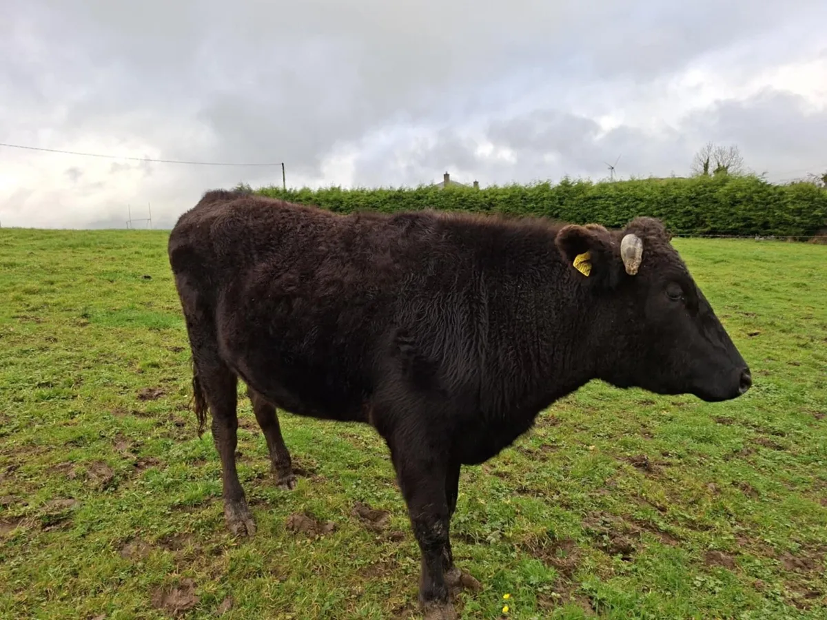 Wagyu Bullock - Image 1