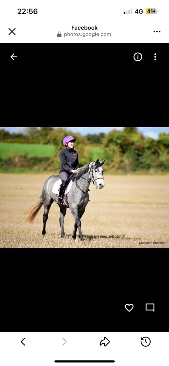 Connemara pony - Image 3