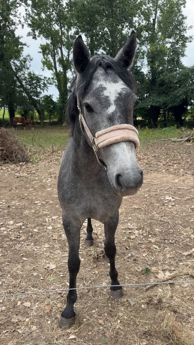 Connemara pony - Image 4