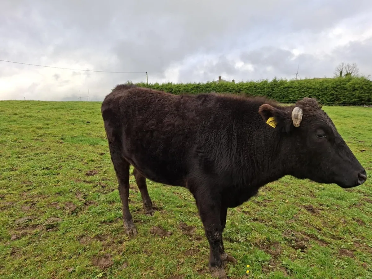 Wagyu Bullock - Image 2