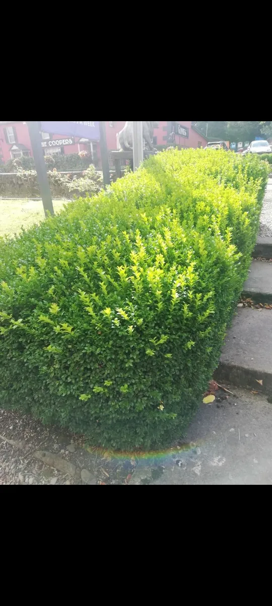 Box Hedging - Image 1