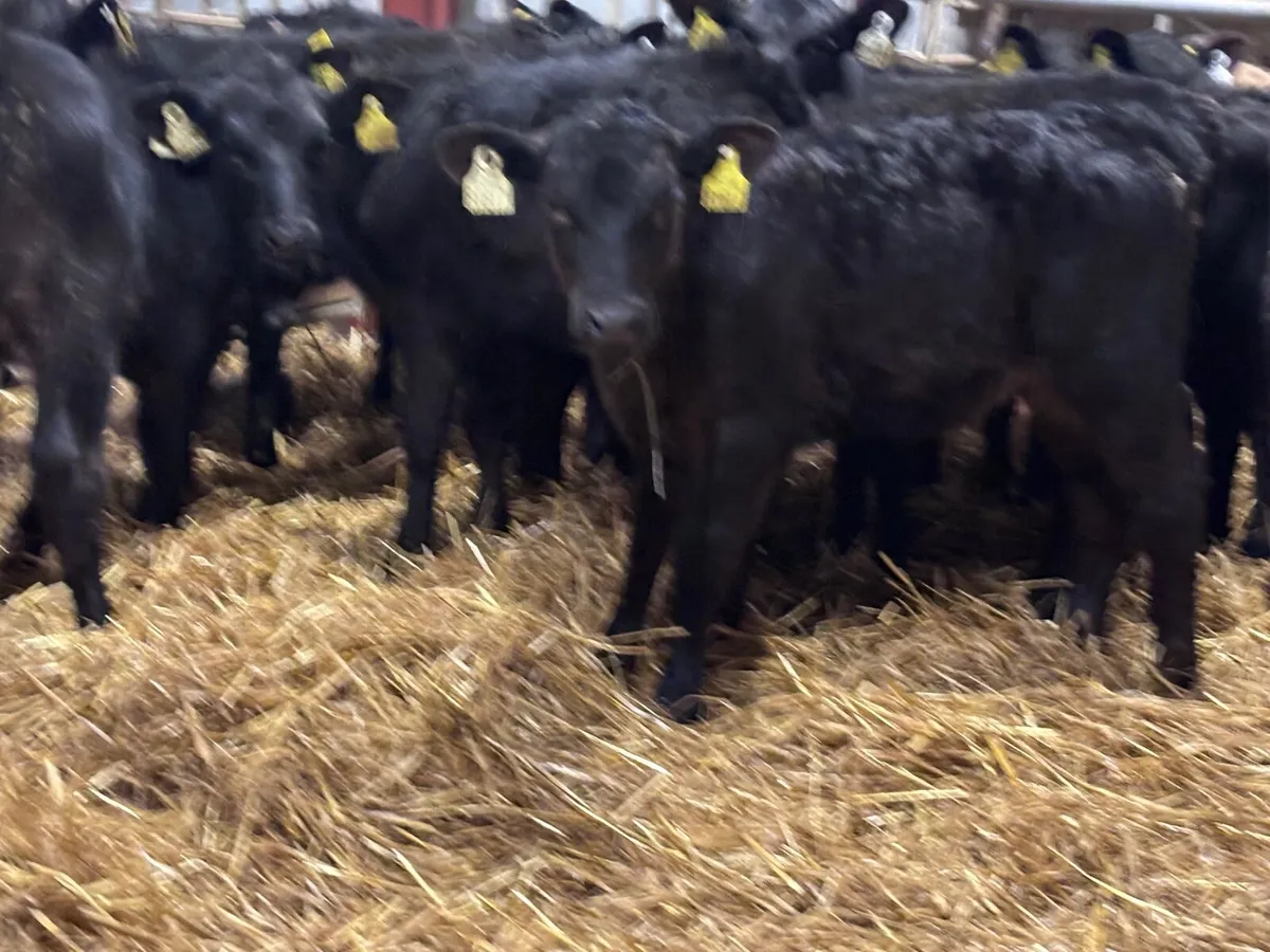 19 top quality strong Angus calves for sale - Image 2
