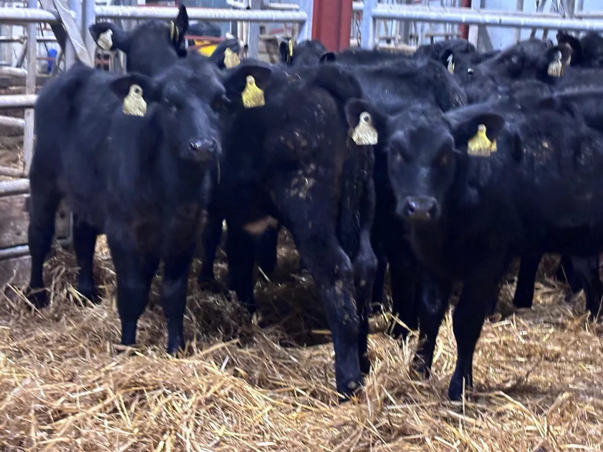 19 top quality strong Angus calves for sale - Image 3
