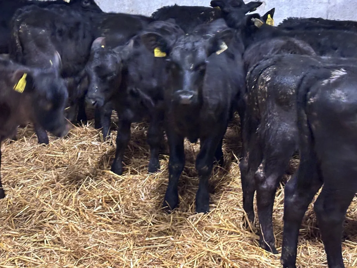19 top quality strong Angus calves for sale - Image 4