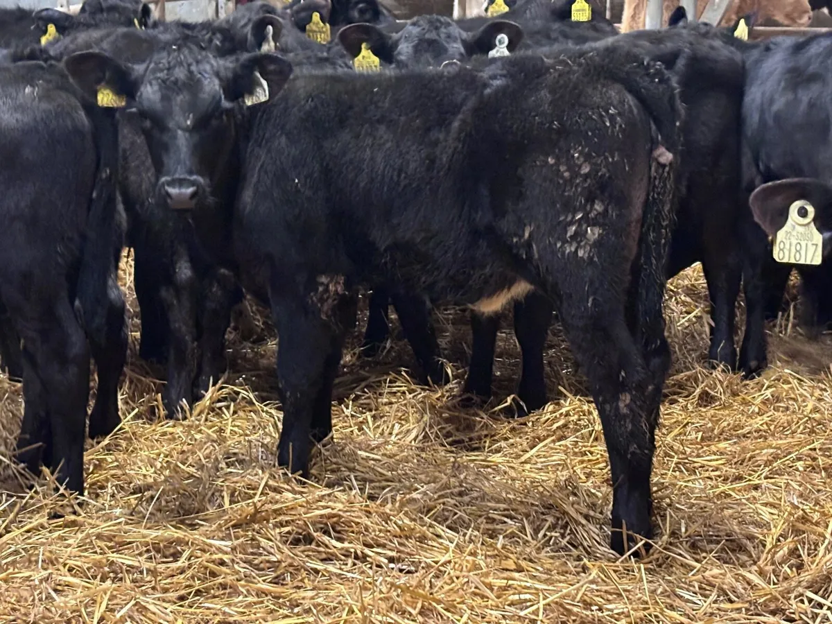 19 top quality strong Angus calves for sale - Image 1