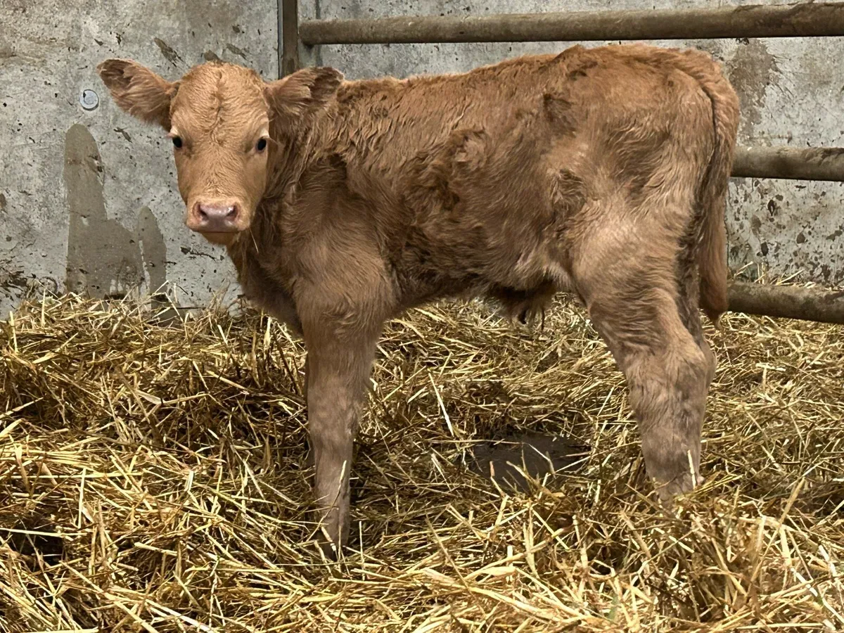 First calved heifer and bull calf - Image 2