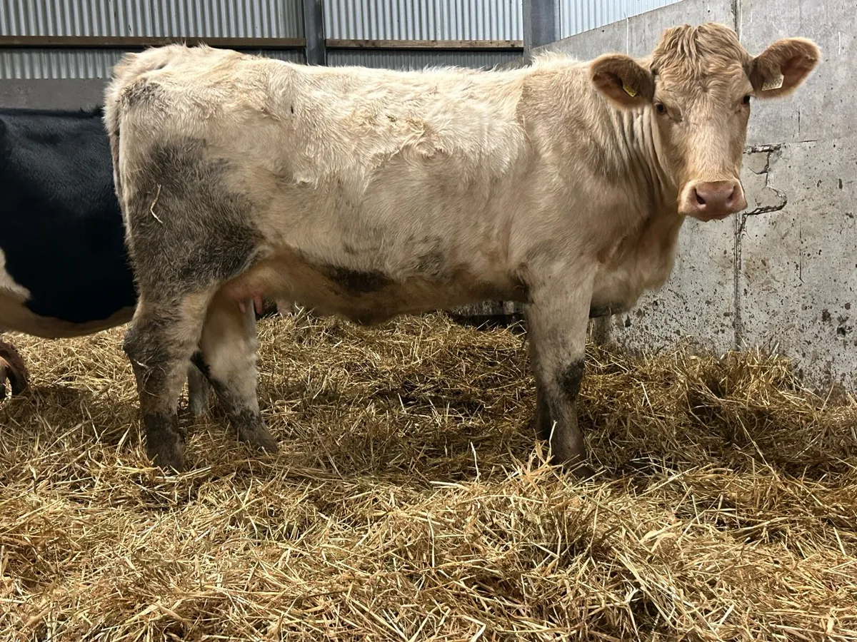 First calved heifer and bull calf - Image 3