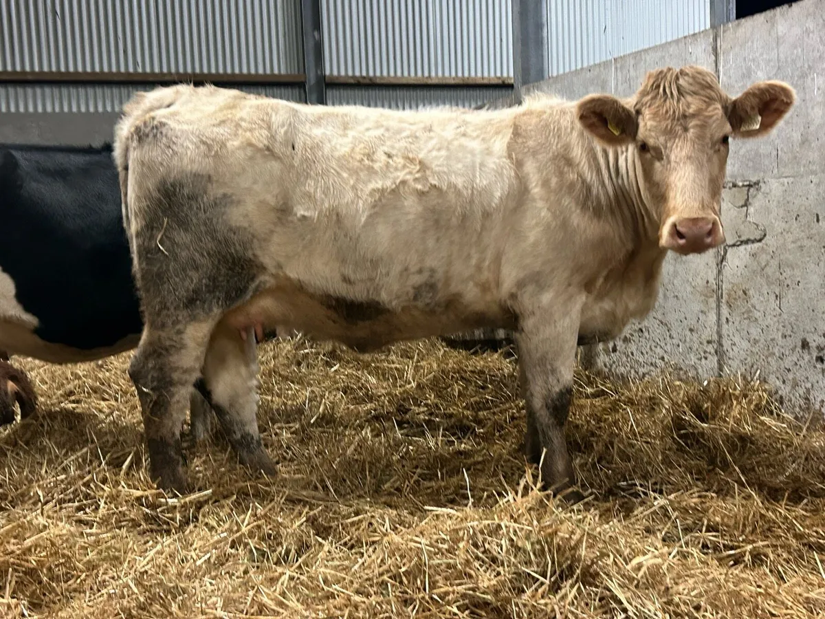 First calved heifer and bull calf - Image 4