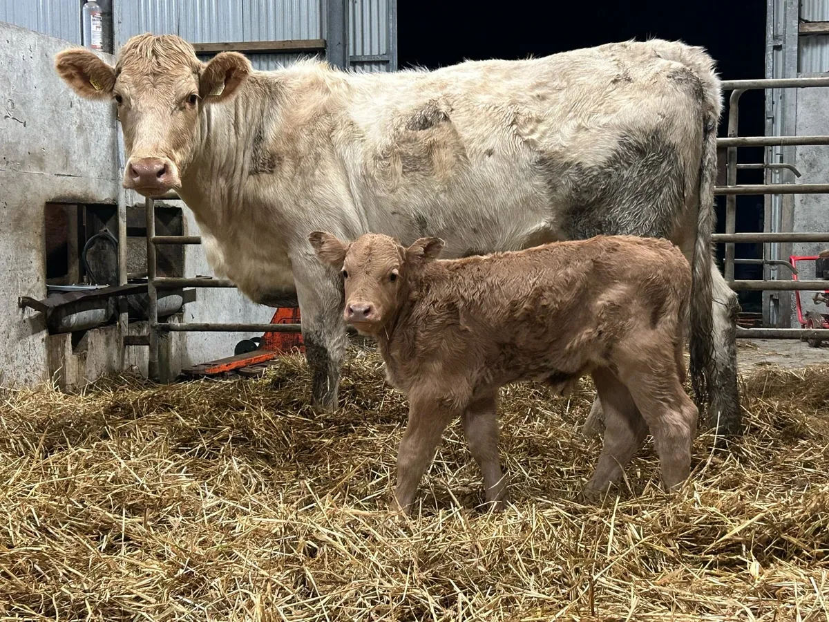 First calved heifer and bull calf - Image 1