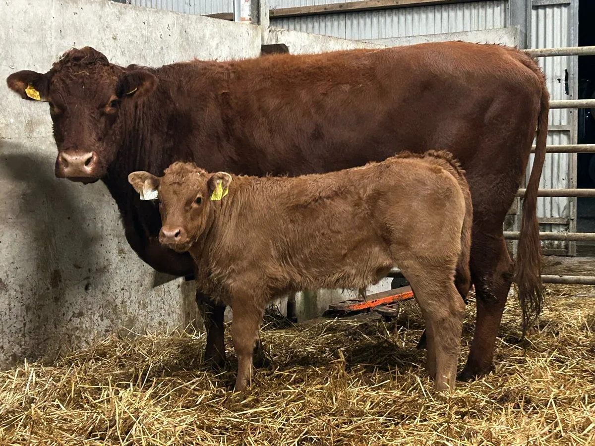 2018 born cow with super u grade bull calf - Image 1