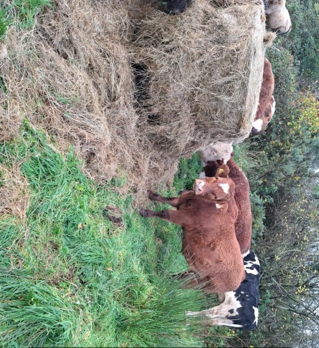 Organic cattle - Image 2