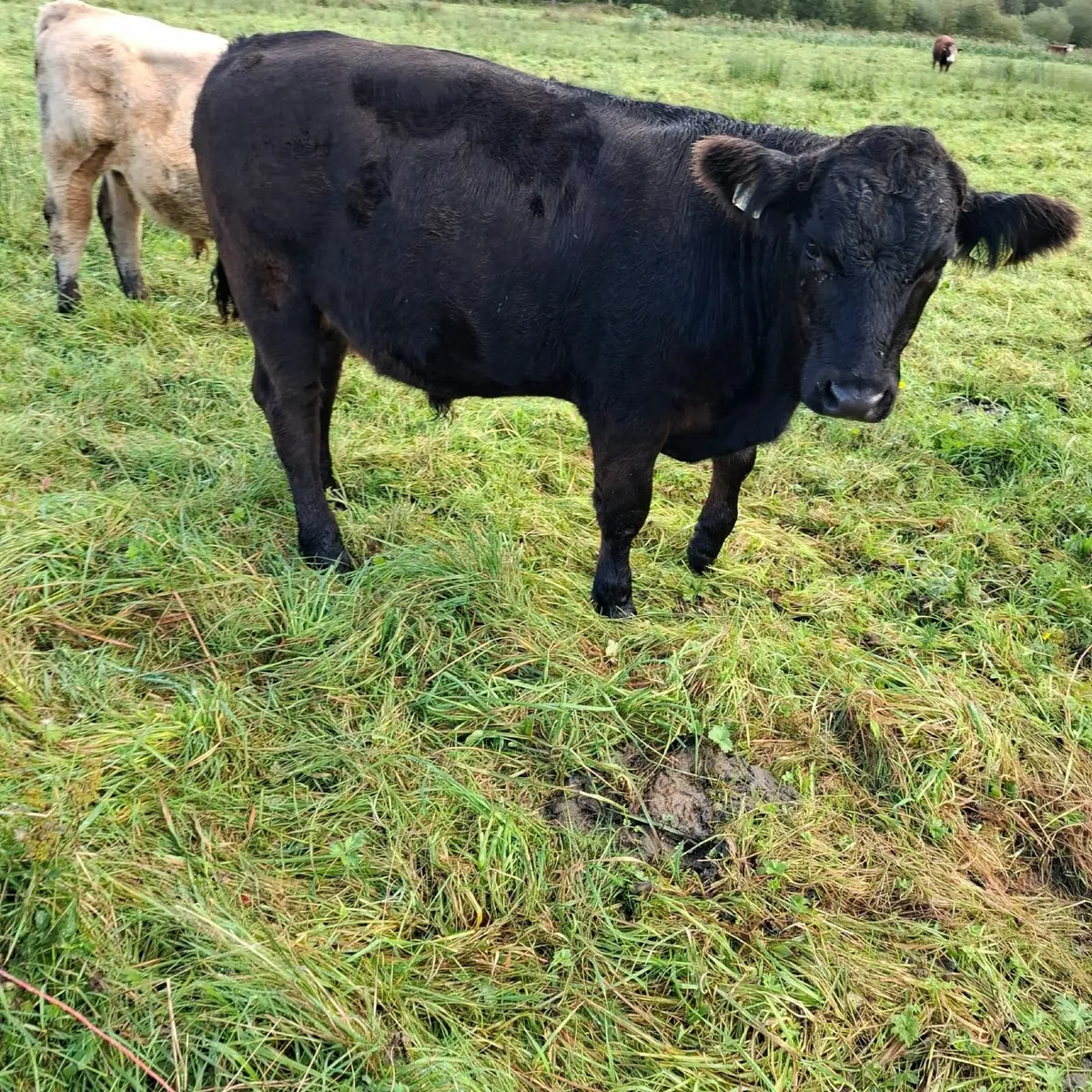 Organic cattle - Image 3