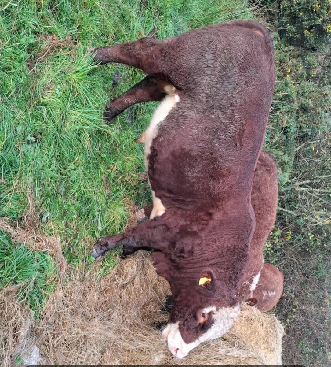 Organic cattle - Image 4