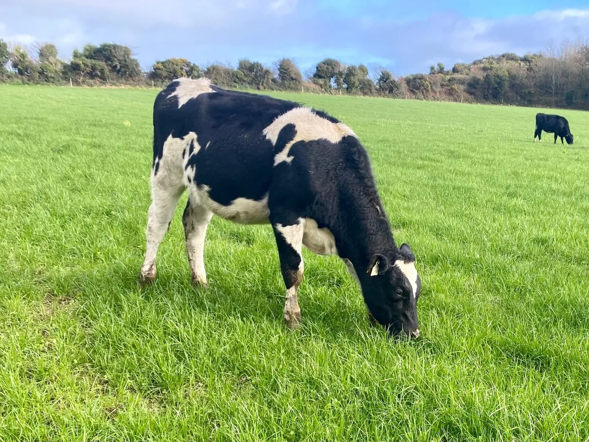 Dairy heifer weanlings - Image 1
